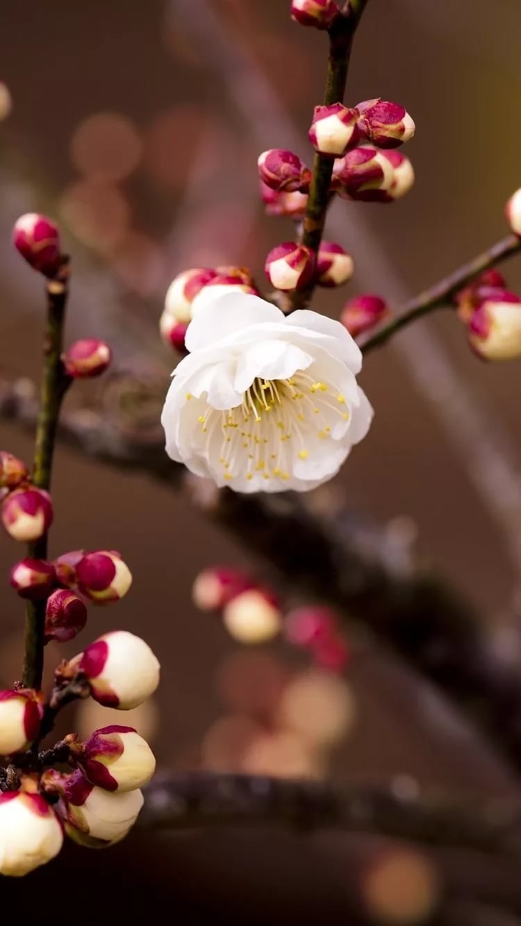 Весна Эстетика