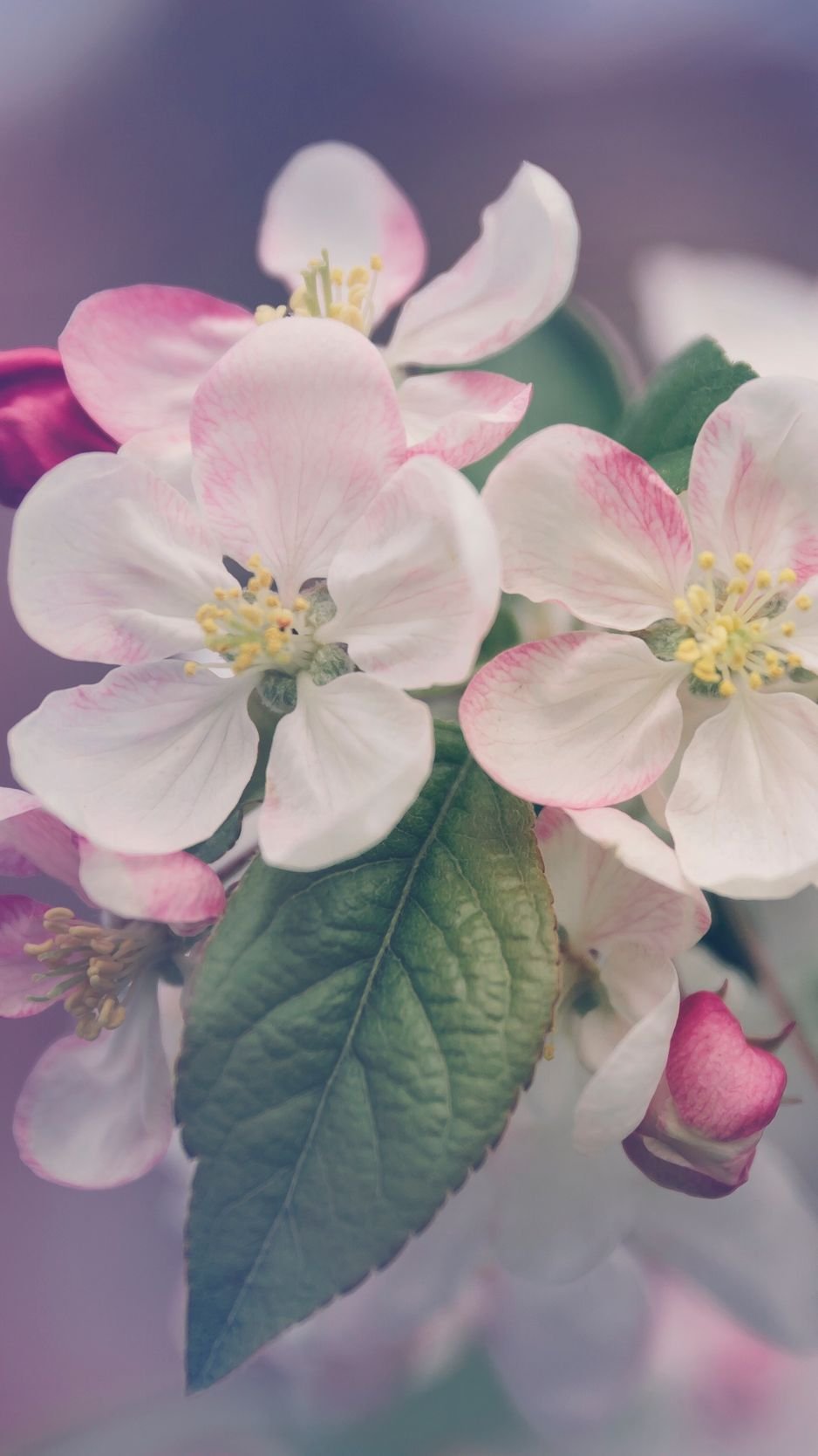 Обои на рабочий стол природа