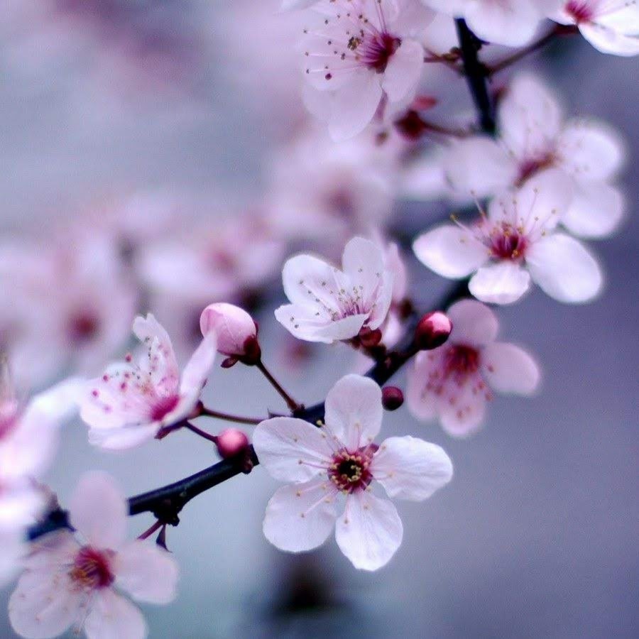 Яблоня черри блоссом