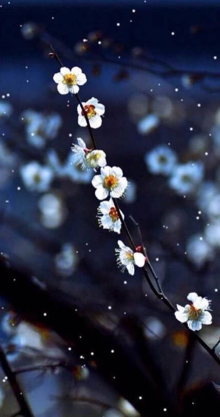 Цветы розовые сливовые