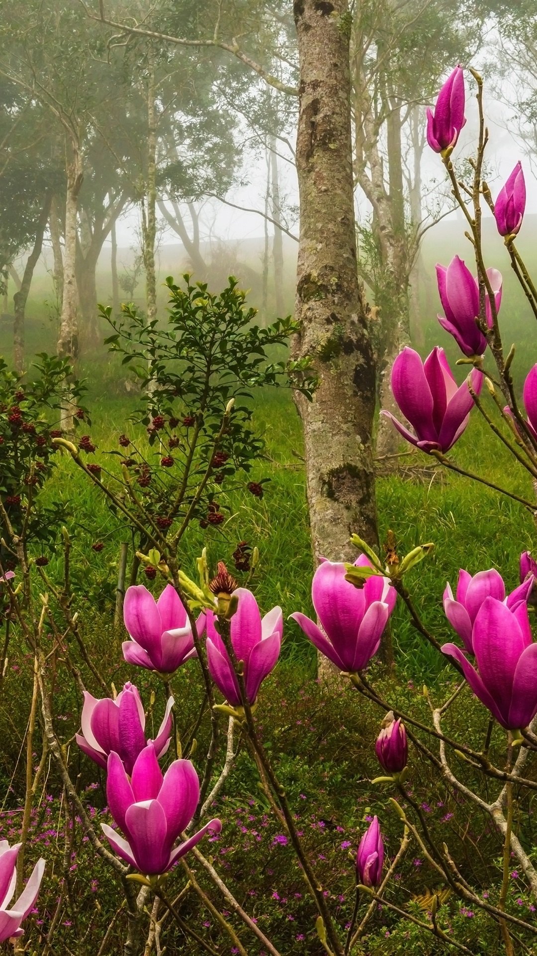 Ванильная Весна