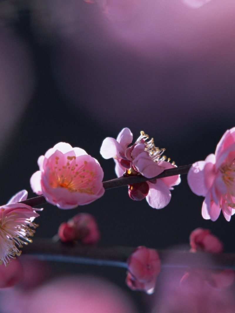 Нежные обои