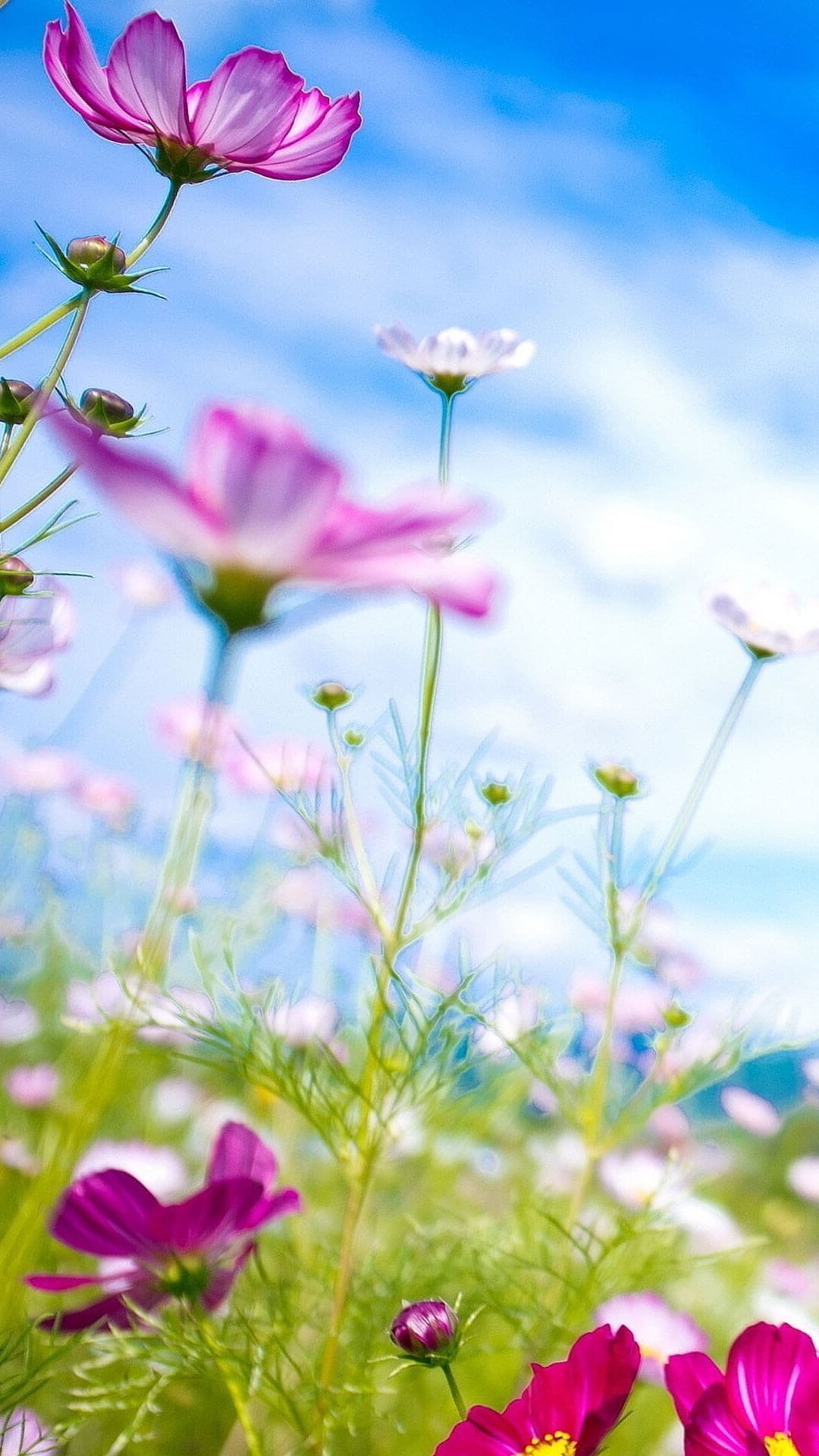 Бабочка на розовом цветке