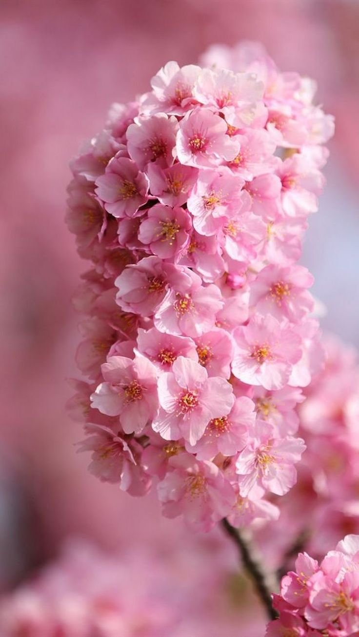 Пролески, подснежники, крокусы