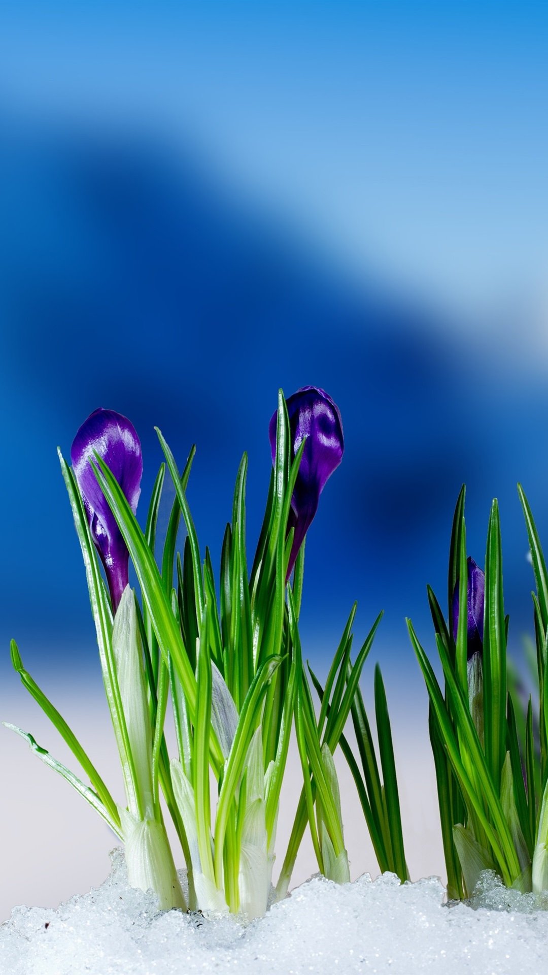 Весенние обои на телефон