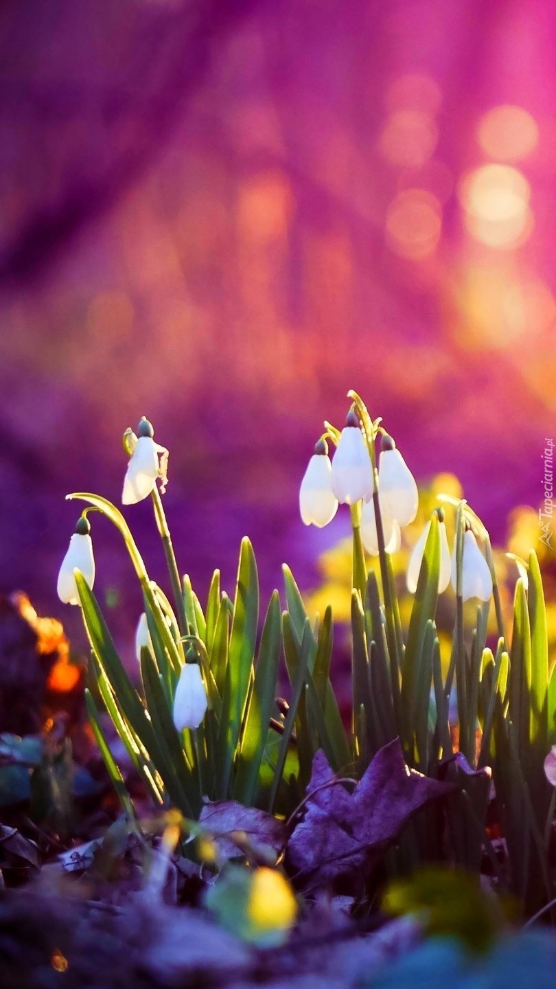 Весенний фон на айфон