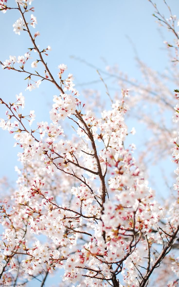 Красивые обложки с красивыми цветочками