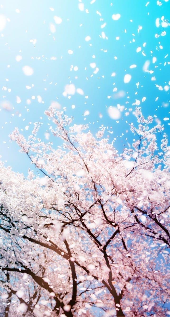 Весна тюльпаны