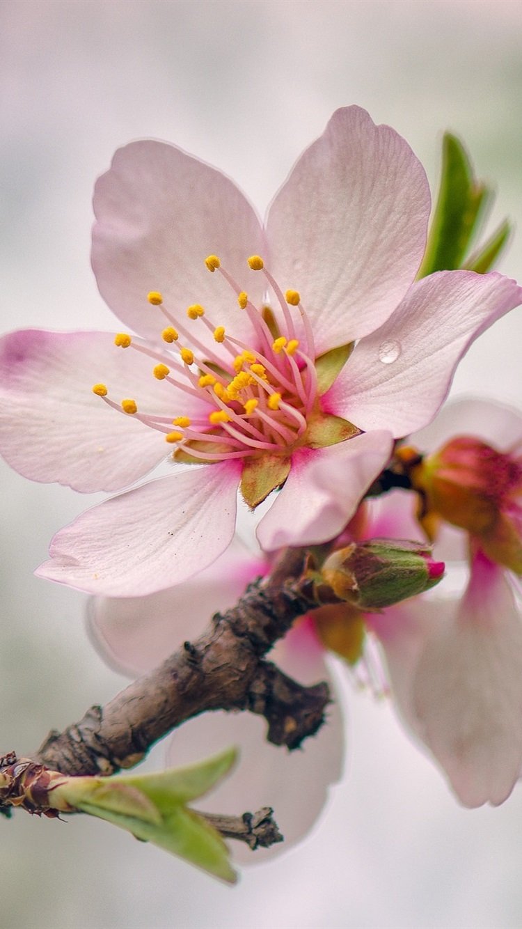 Хонор Сакура