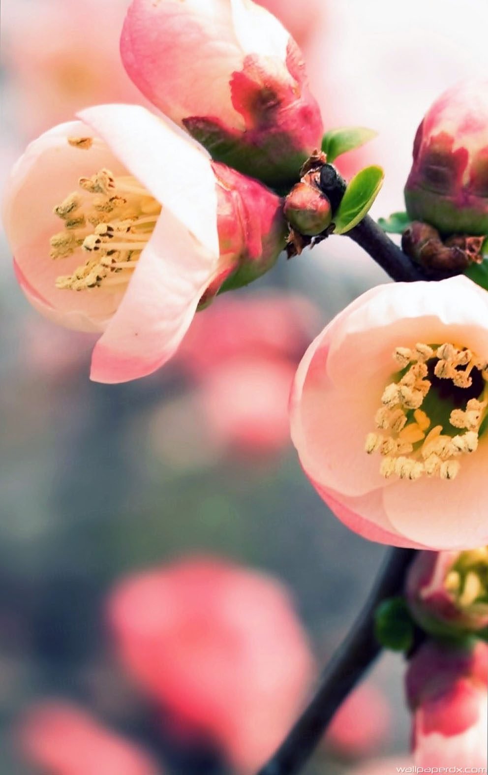 Сакура черри блоссом