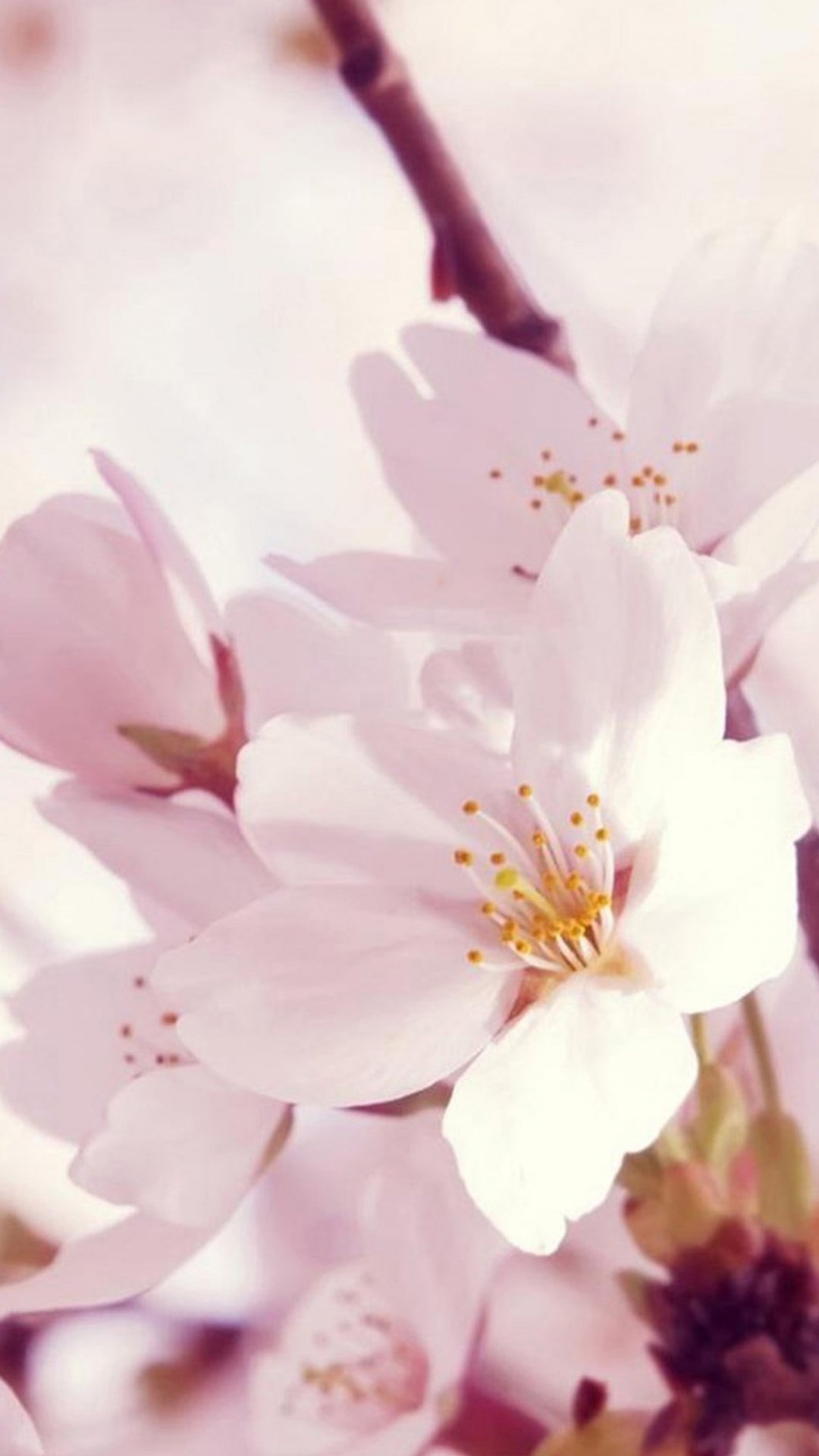 Нежная Весна