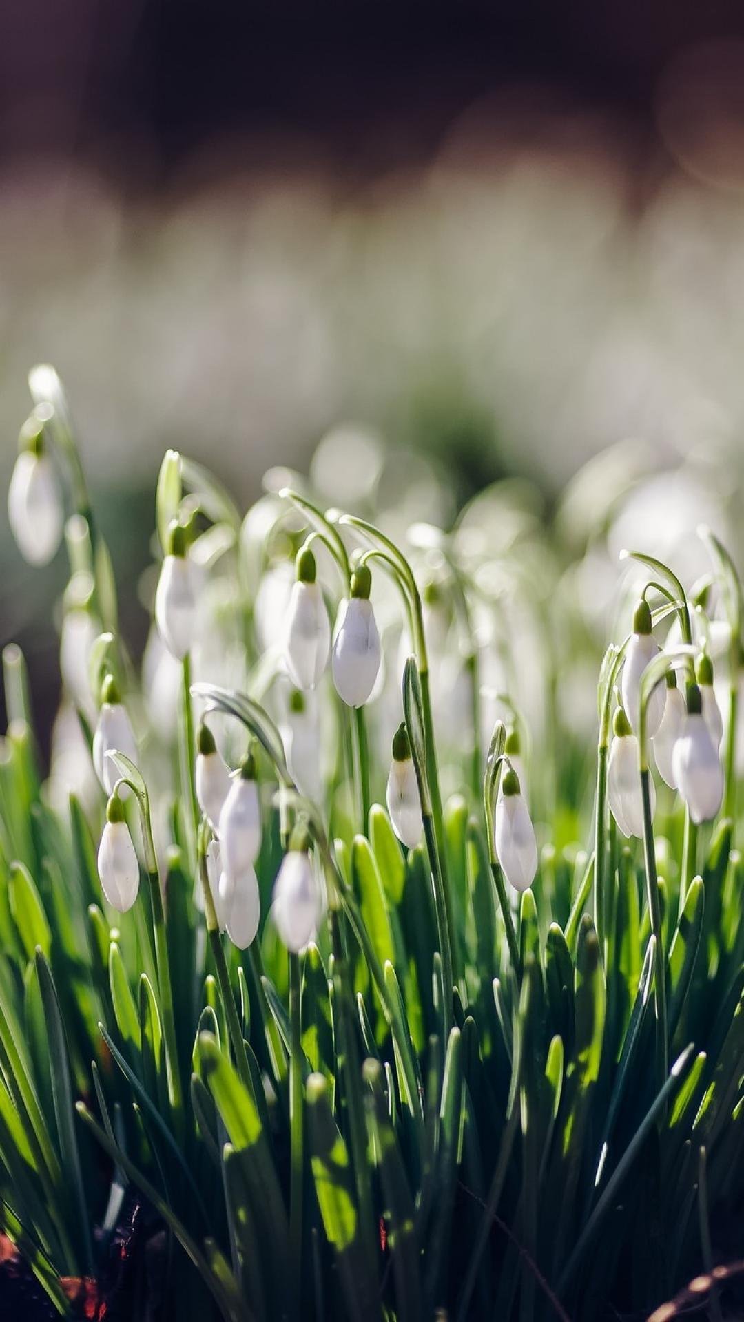 Весенний вечер цветы