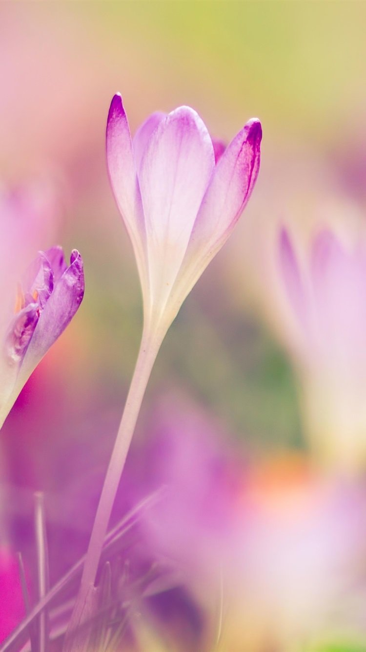 Сакура яблоня