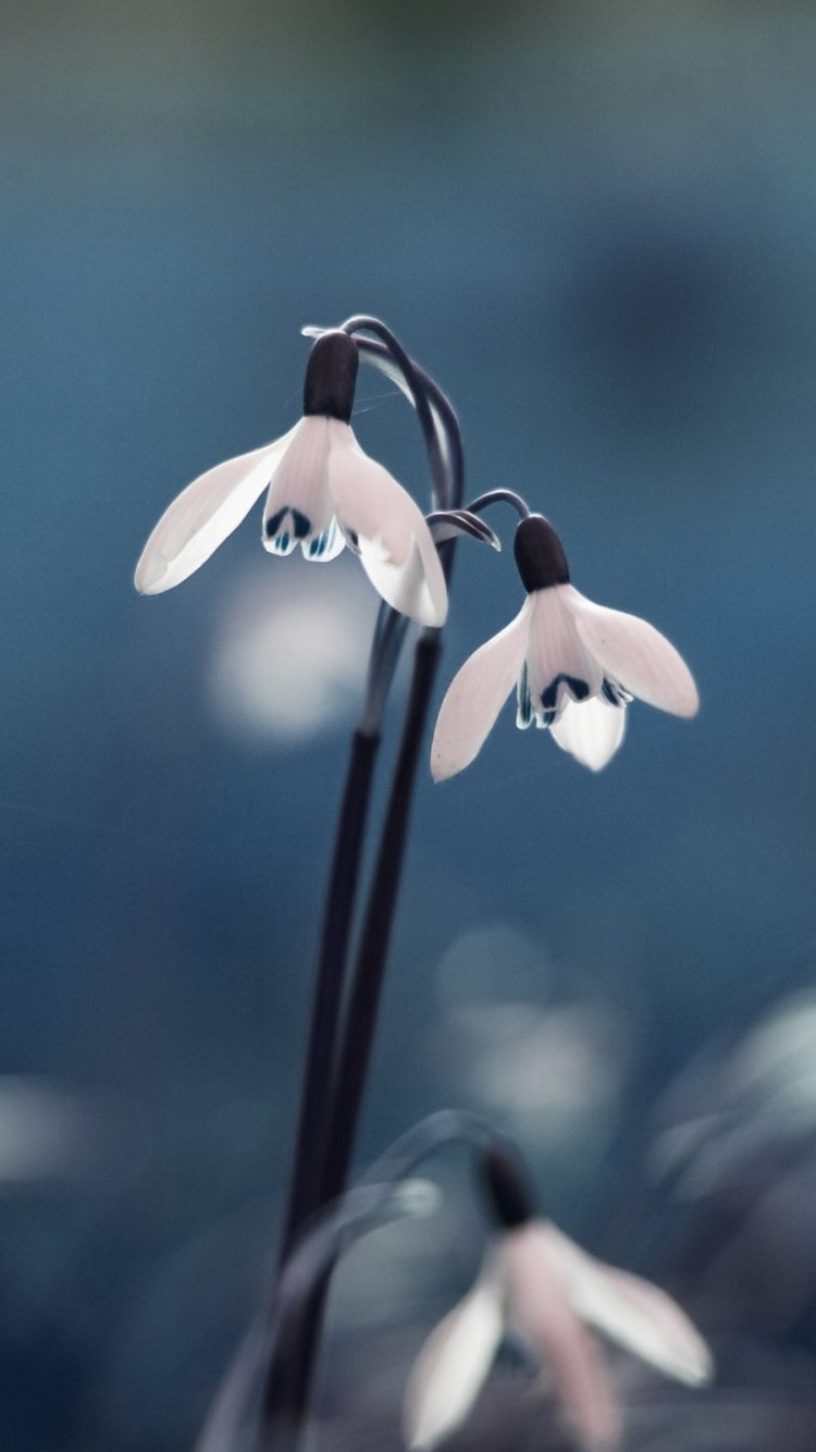 Природа в голубом цвете