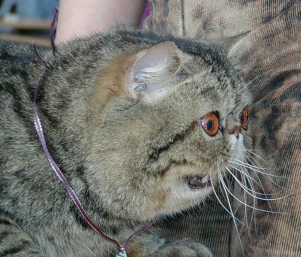 Ешкин кот выражение