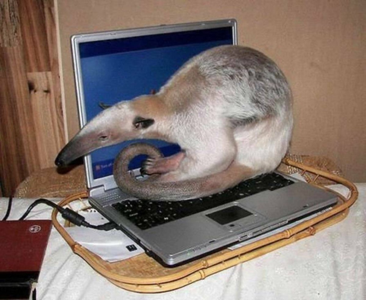 Муравьед демотиватор