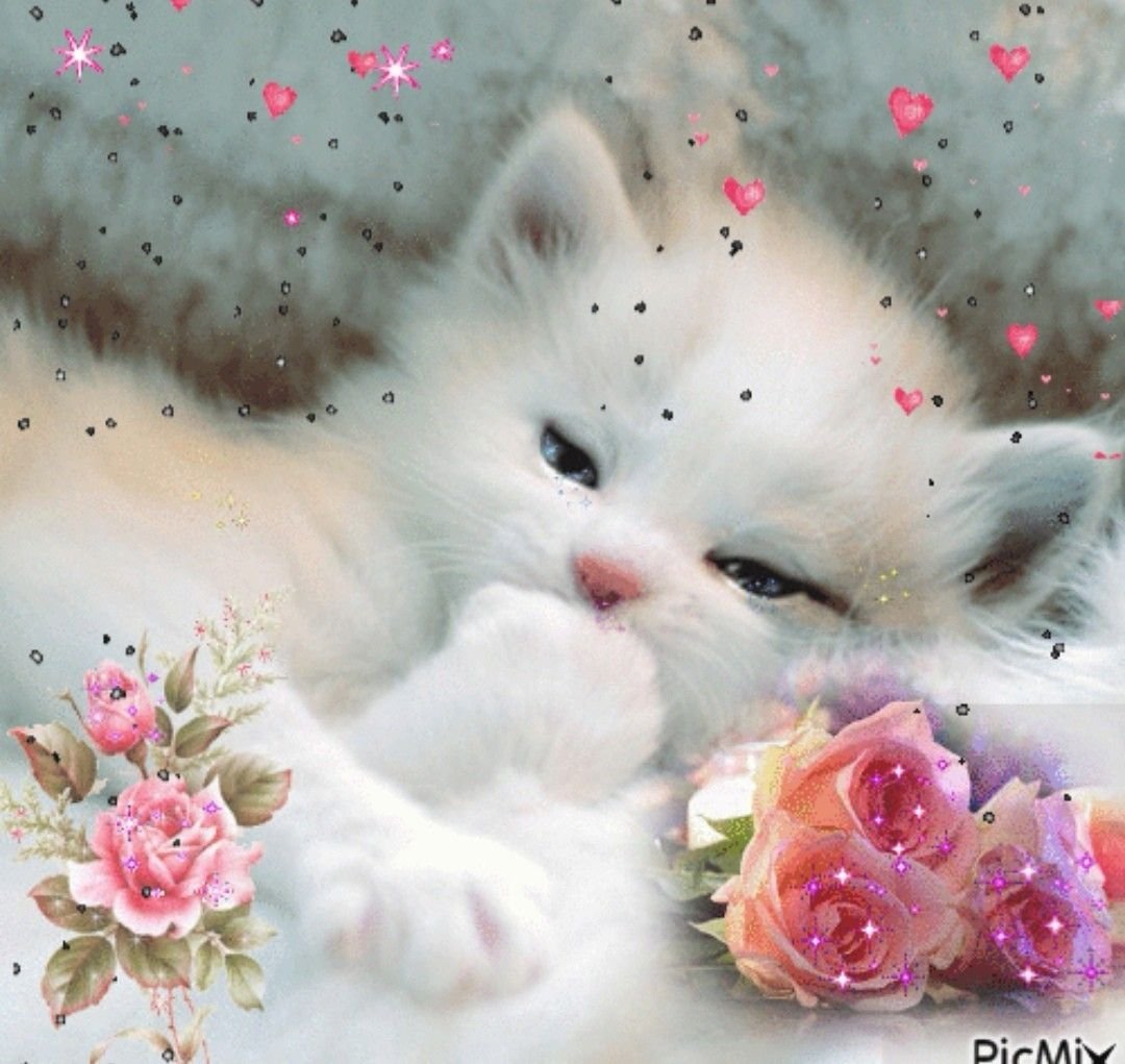 День пушистой нежности , с котиками