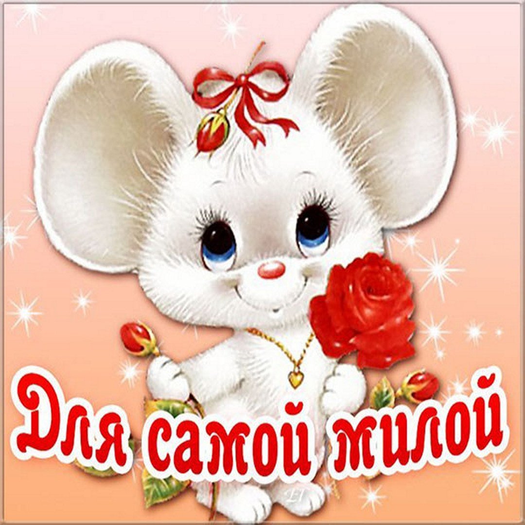 Котики среда