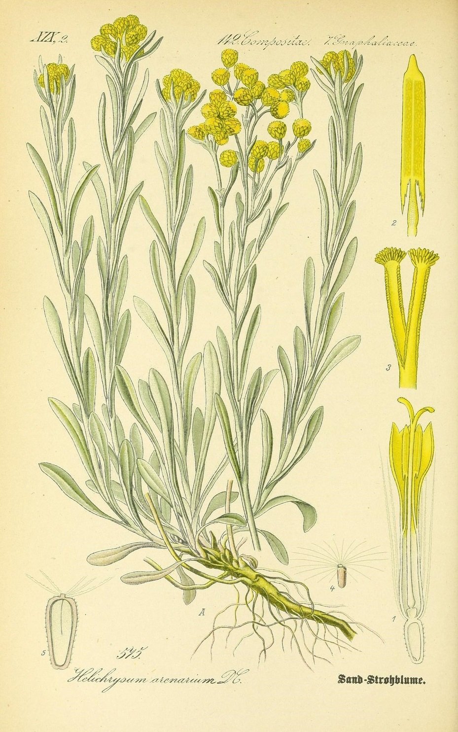 Бессмертник песчаный цмин песчаный Мордовия