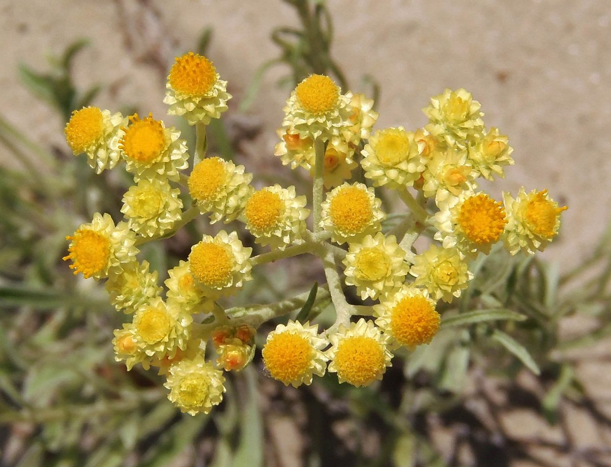 Сухие цветы подвески