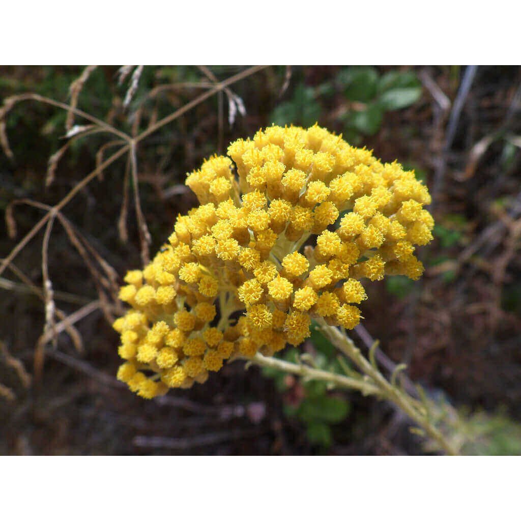 Травы Ромашка зверобой бессмертник