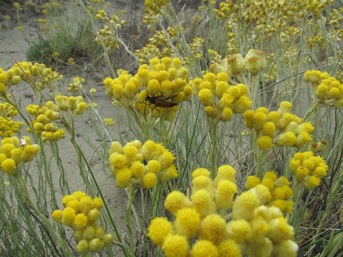Гелихризум бессмертник