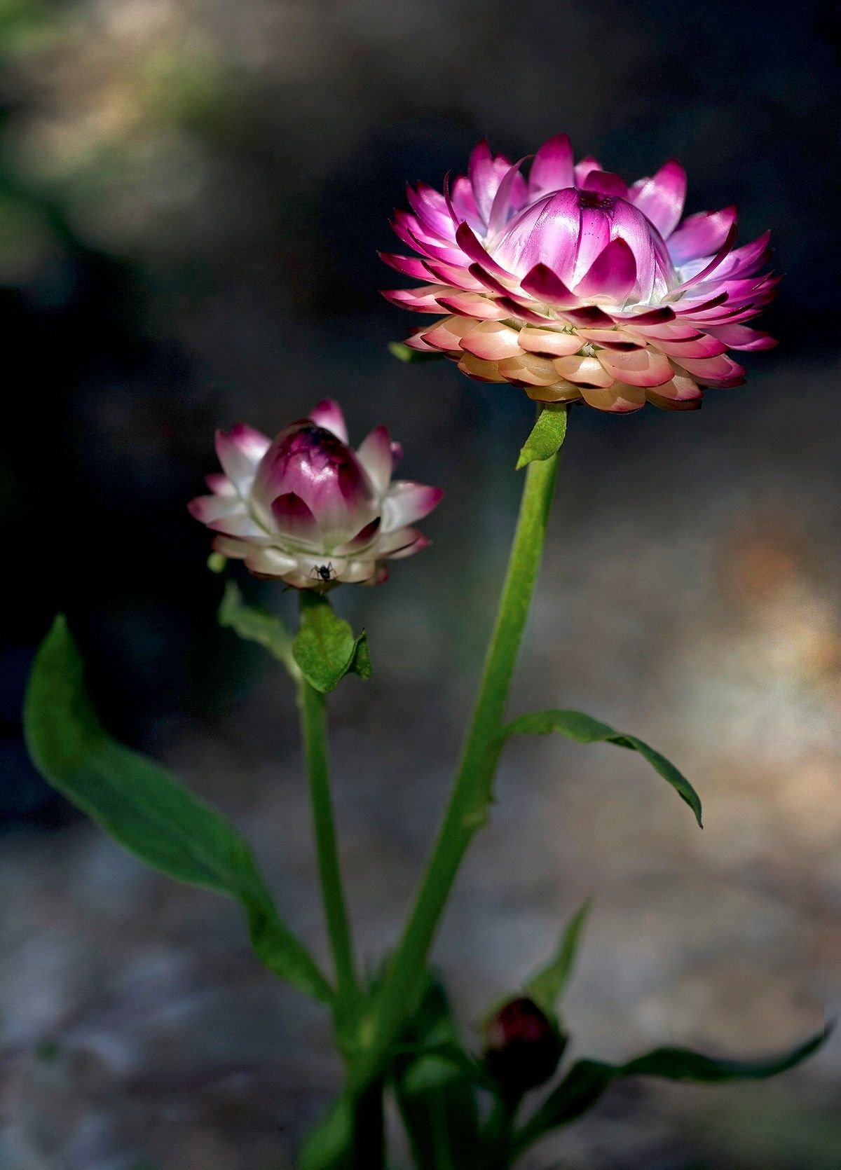 Бессмертник песчаный сухоцвет