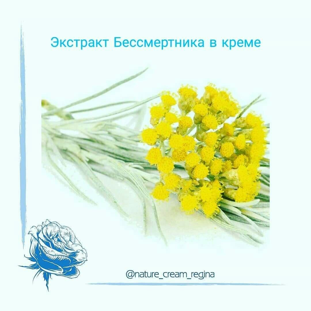 Бессмертник ботаника