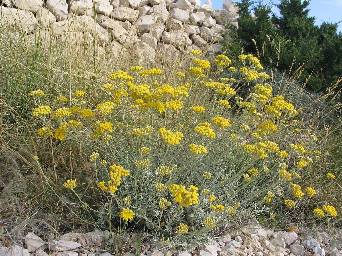 Бессмертник песчаный (цмин).