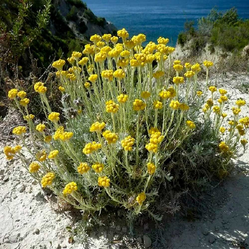 Гелихризум желтый