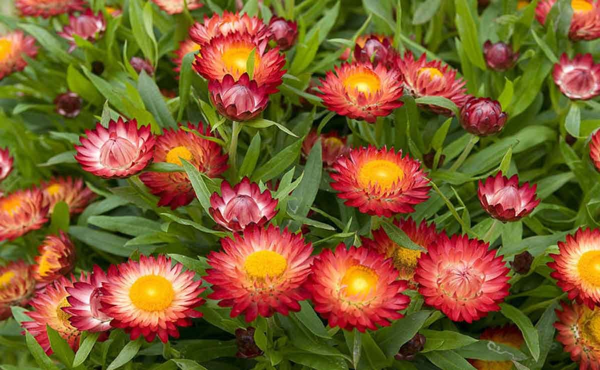 Гелихризум бессмертник цмин кошачьи лапки