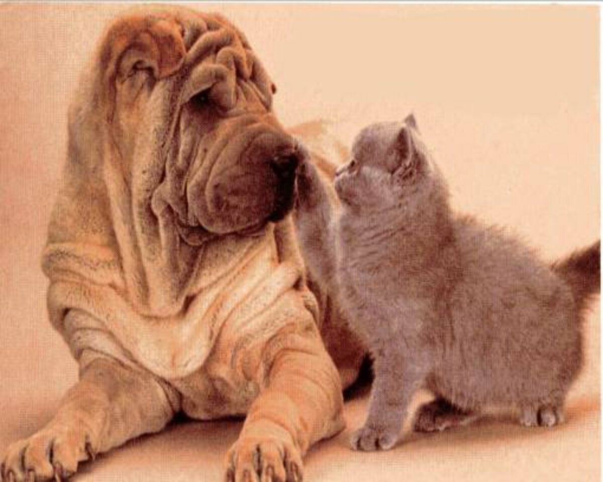 Открытки не сердись