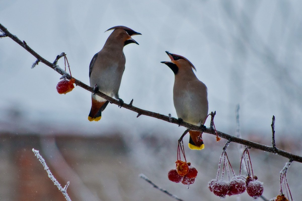 Клест свиристель