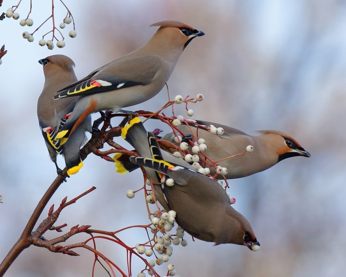 Сорокопут свиристель