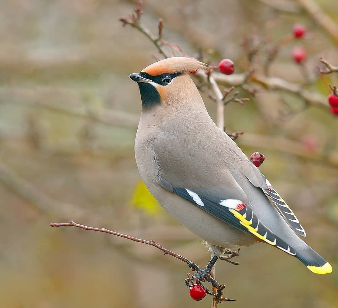 Свиристель птица фото