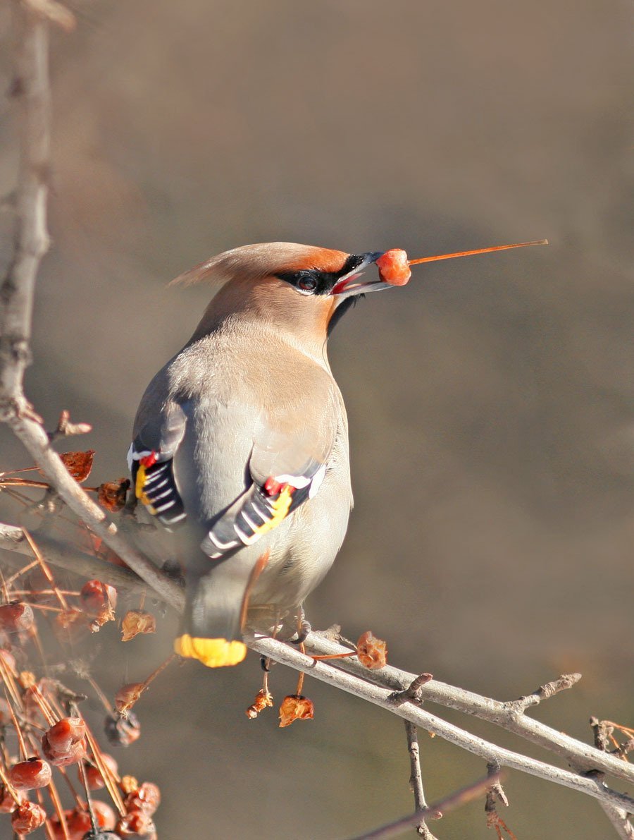 Щегол и свиристель
