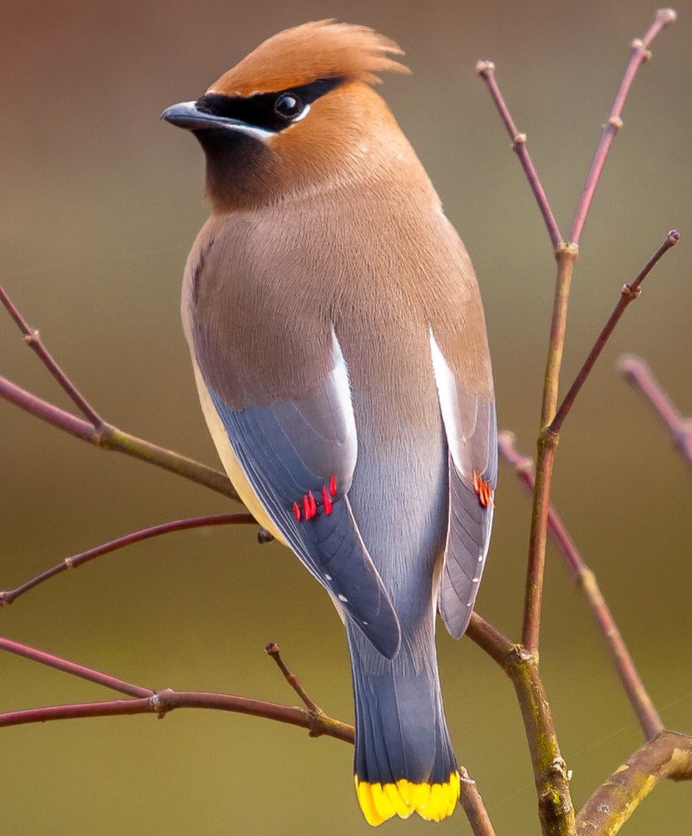 Сойка и свиристель