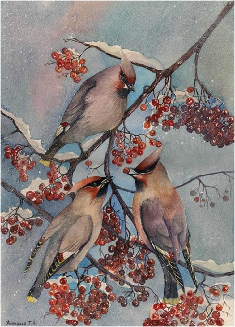 Рябинка свиристель акварель