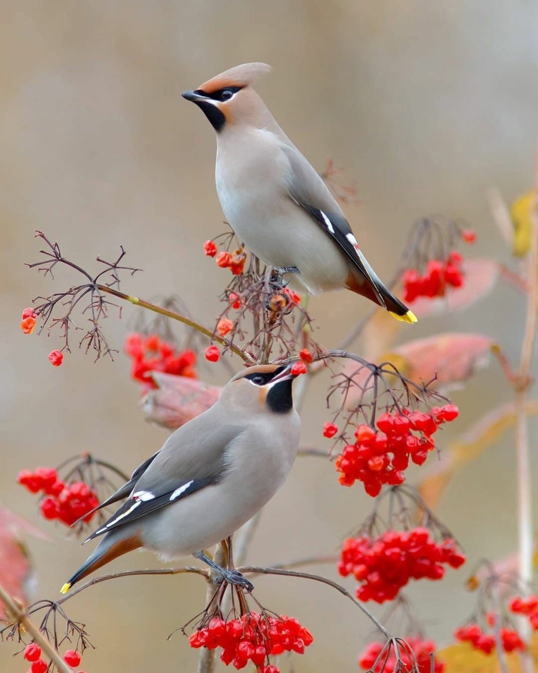 Свиристель кардиналы