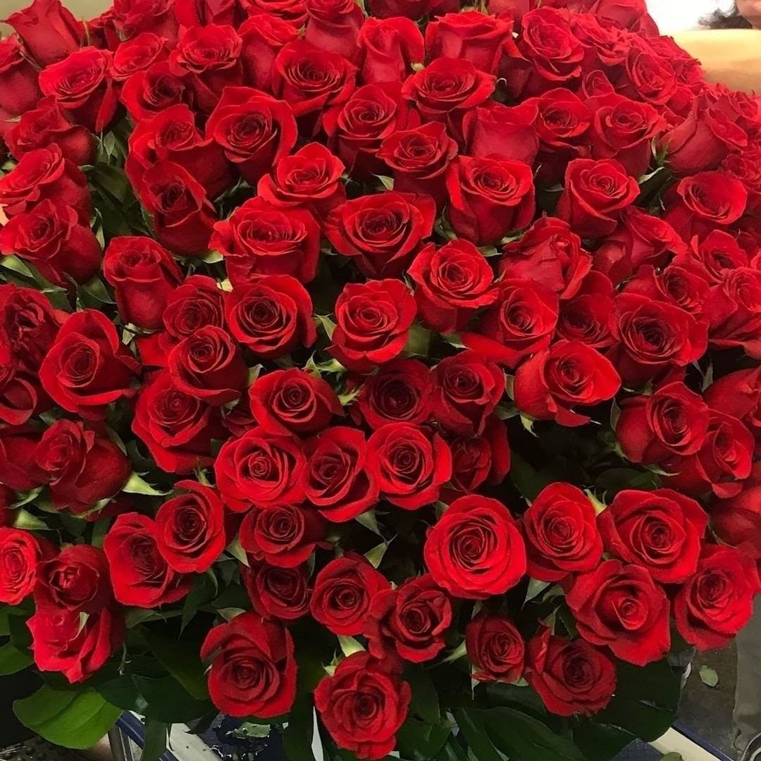 Огромный букет алых роз