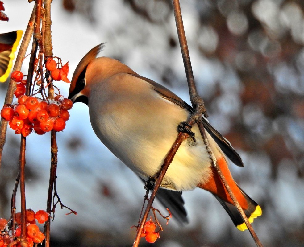 Свиристели зимующие