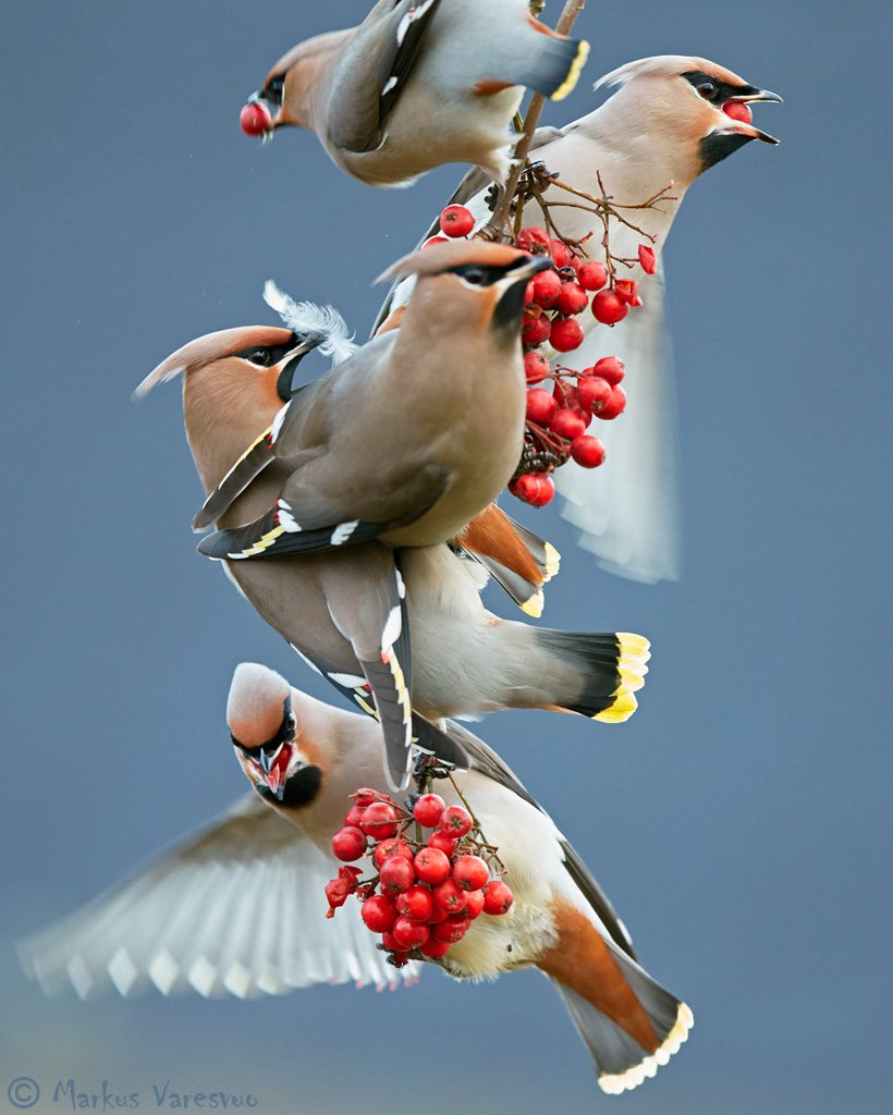 Свиристель самка и самец