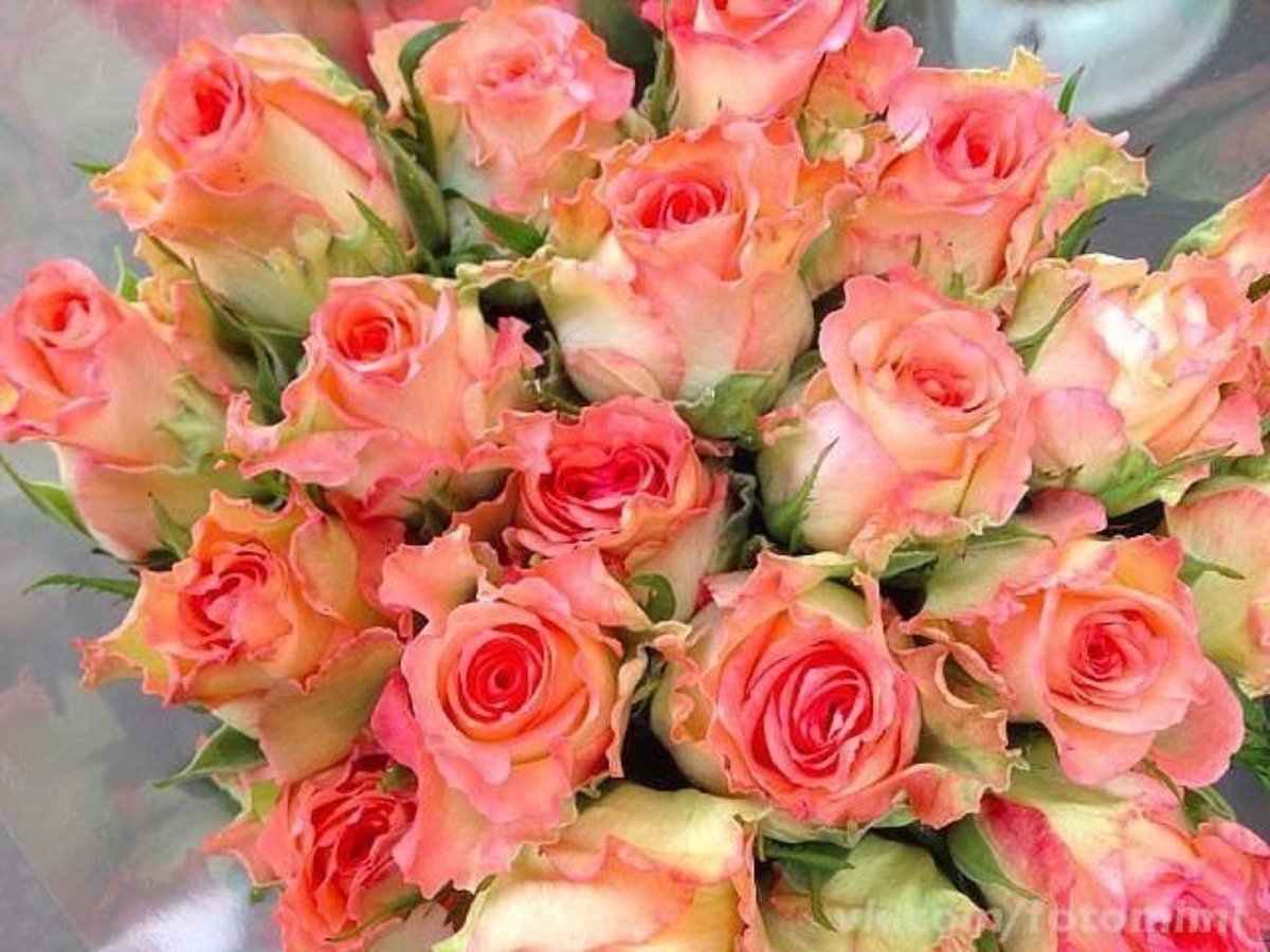 Шикарный букет чайных роз