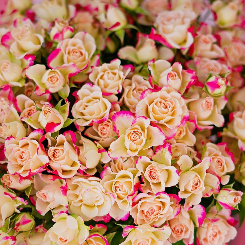 Роза кустовая розанелла