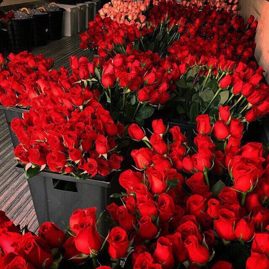 Роза Джизелла