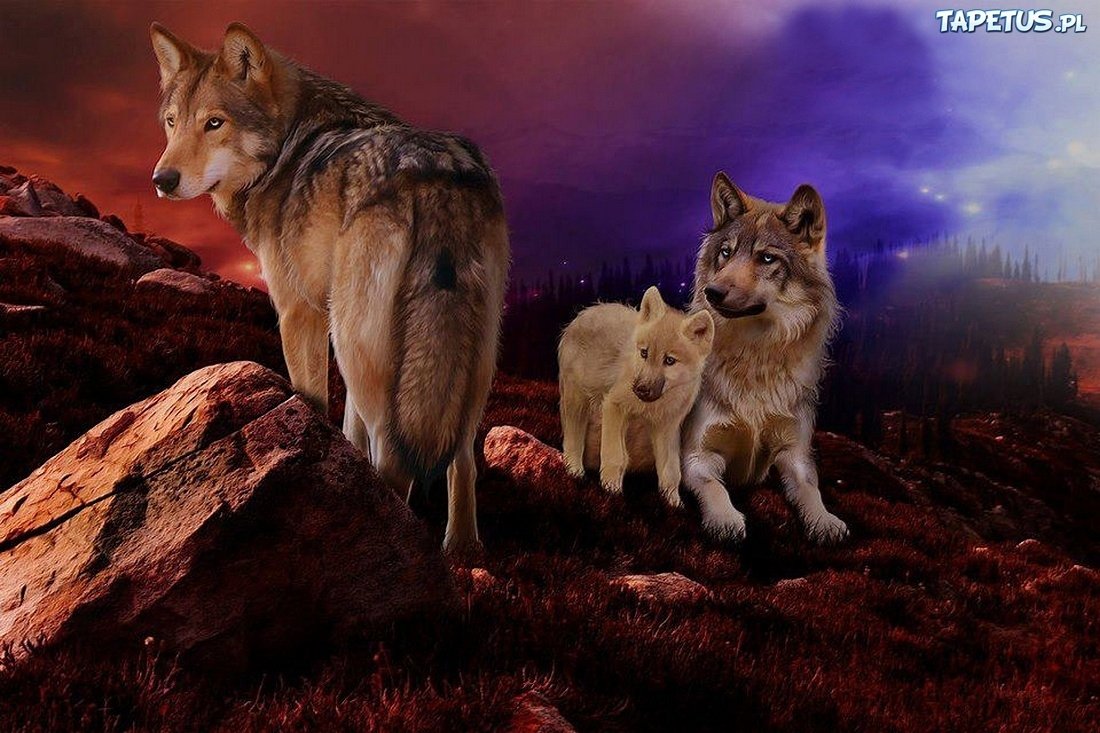 Волк волчица и Волчонок