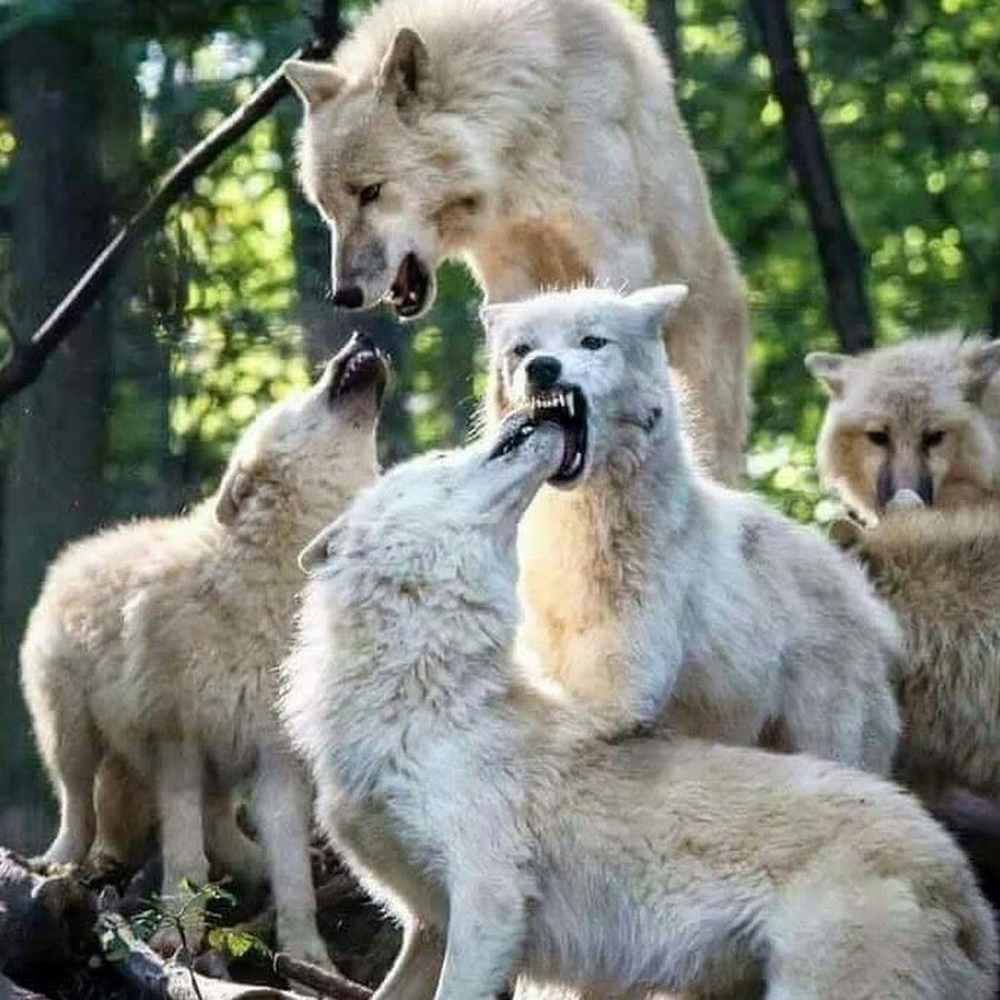 Стая серых Волков