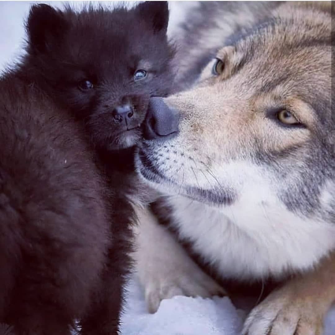 Милые волки