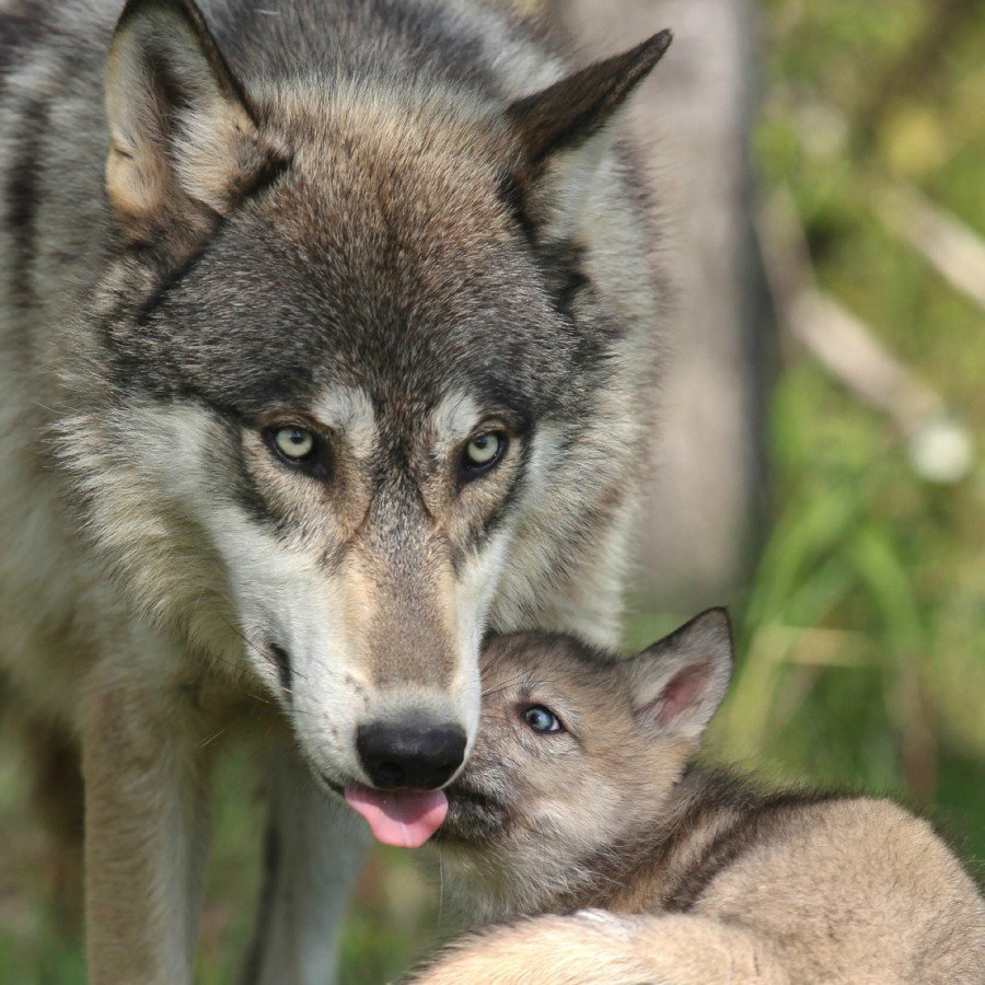 Волчица с волчатами