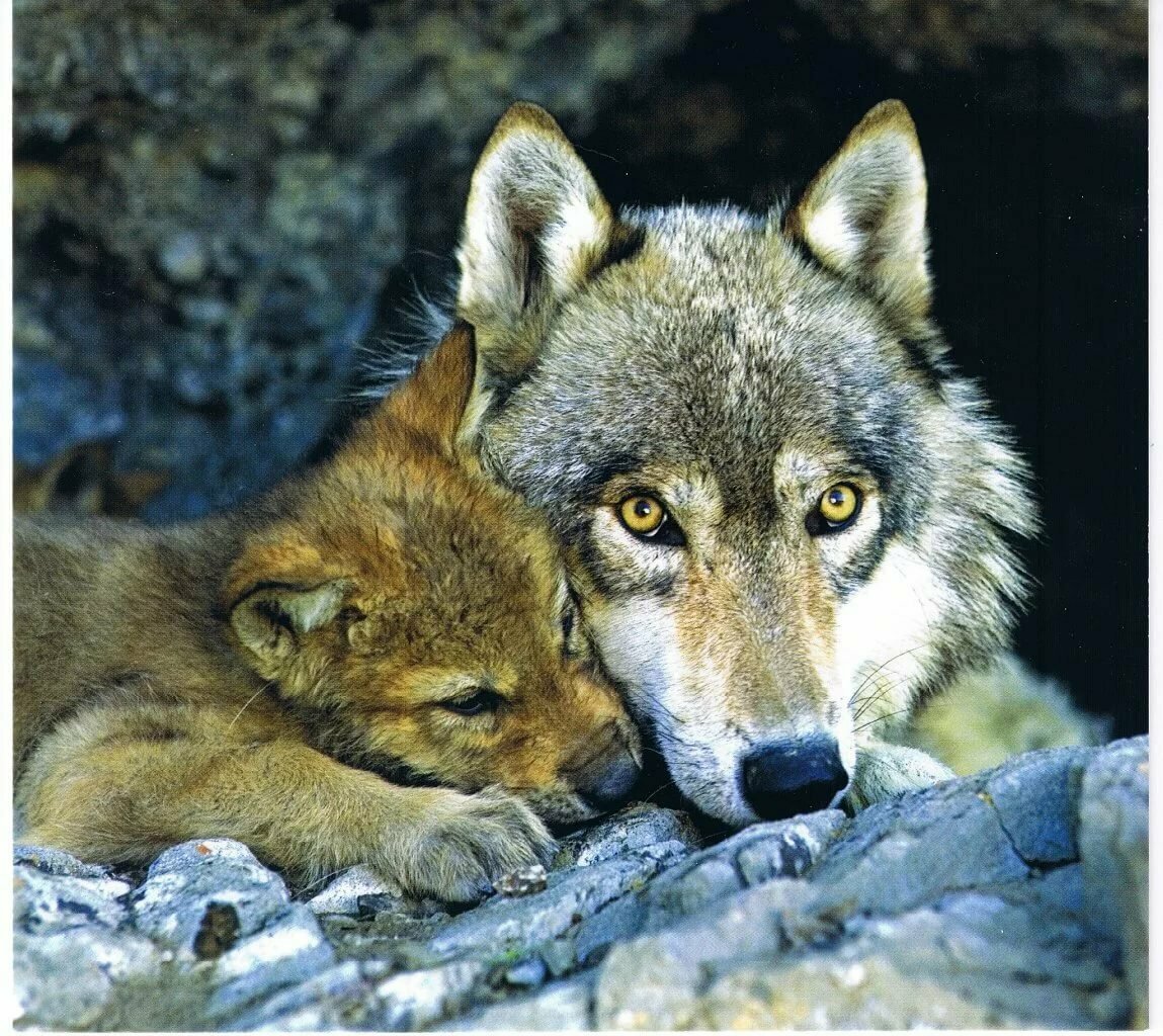 Волк с волчатами